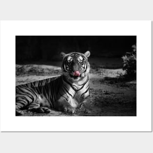 tiger, black and white Posters and Art